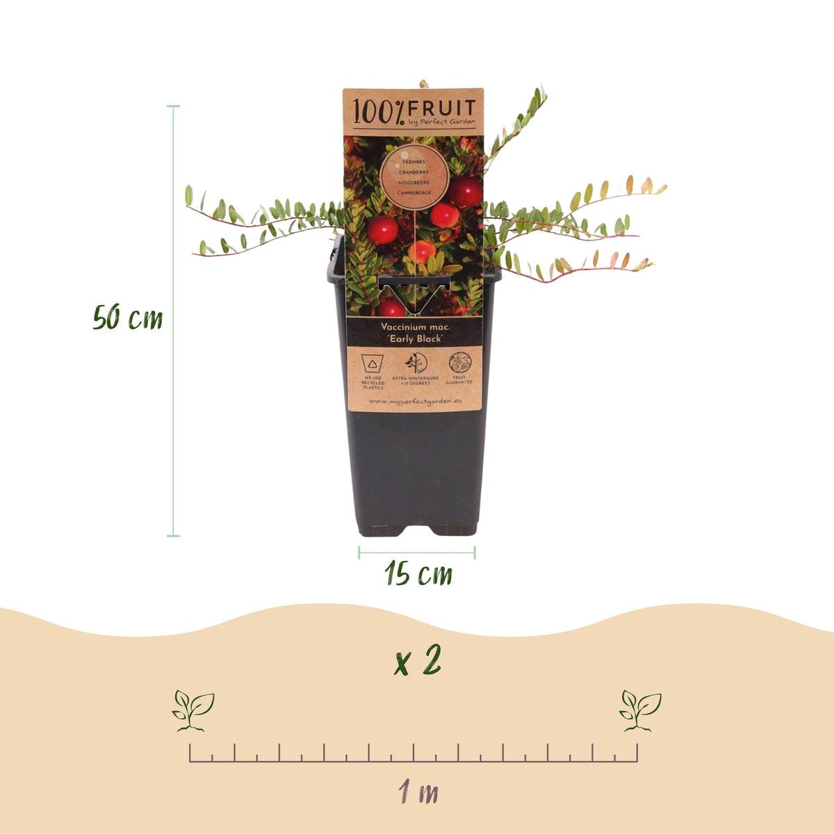 Zwei Everspring Cranberry-Pflanzen Vaccinium macrocarpon &