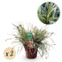 Carex &