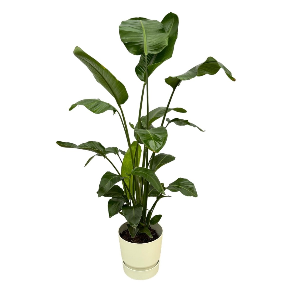 Strelitzia Nicolai 180cm mit Topf – Weißer Paradiesvogel für Ihr Zuhause - Wurzelwerk Design