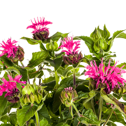 Indianernessel Monarda Didyma Pink Ø 19 cm - Höhe 45 - 60 cm - Wurzelwerk Design
