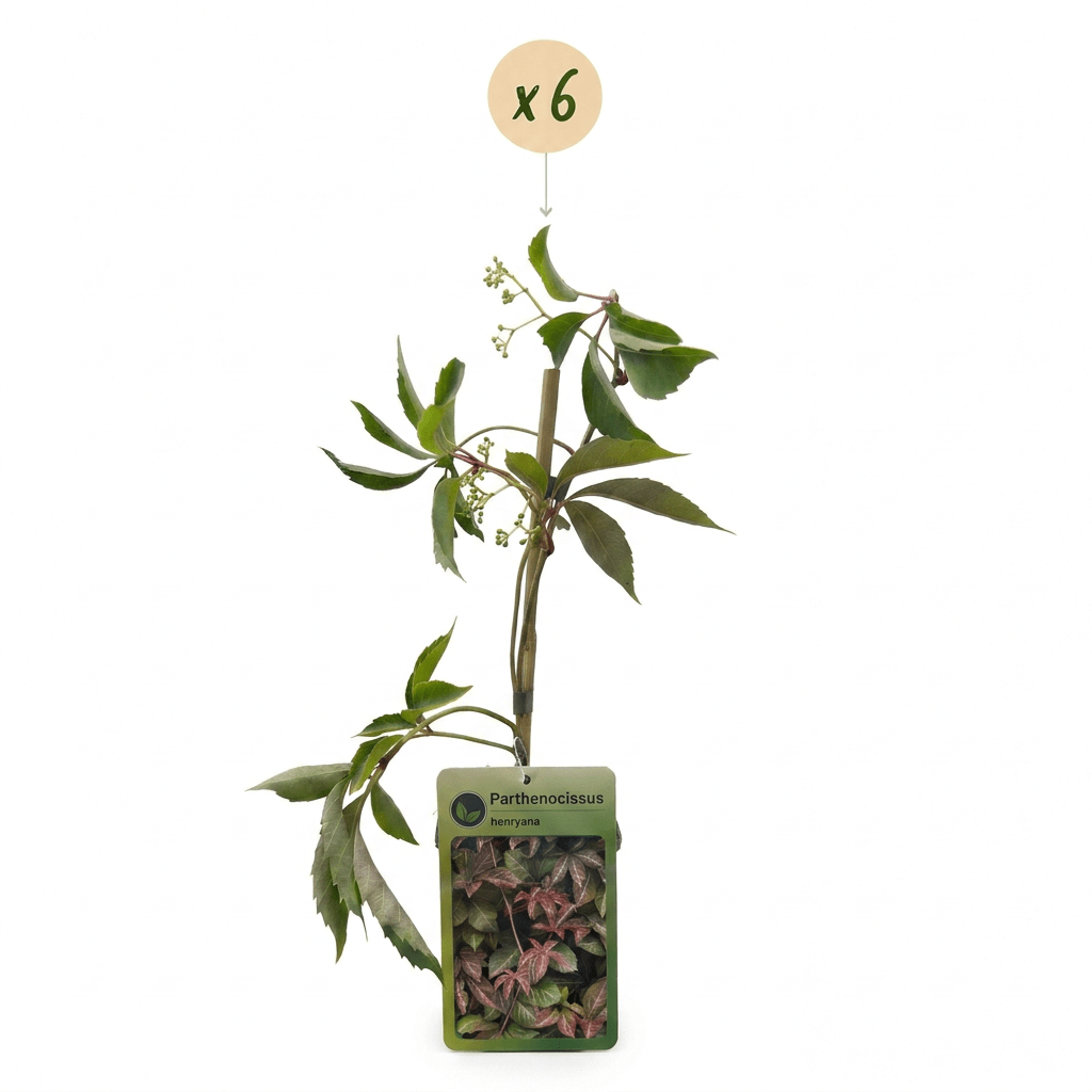 Chinesischer Wilder Wein kaufen – Parthenocissus henryana | silbrig geaderte Blätter, 6 Pflanzen, Ø 9 cm, Höhe 35 cm - Wurzelwerk Design