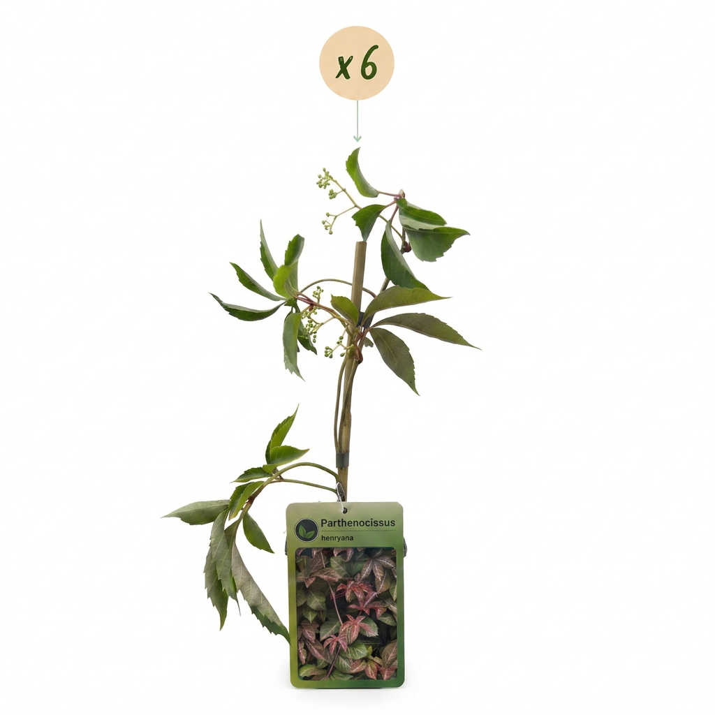 Chinesischer Wilder Wein (Parthenocissus henryana) mit silbrig geaderten Blättern – Bild 2