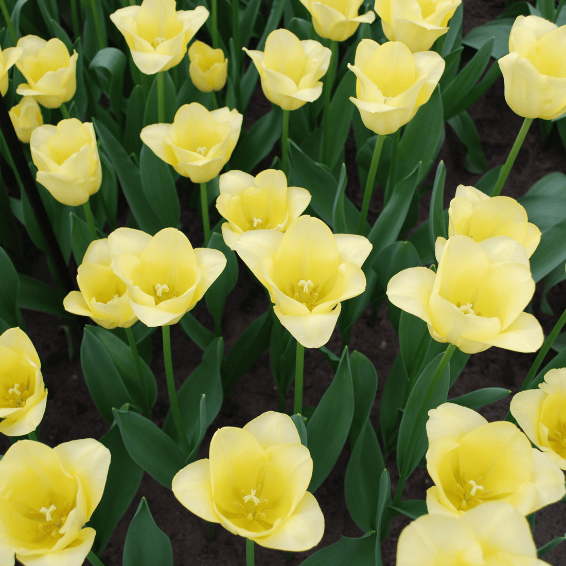 Everspring Tulpenzwiebeln World Friendship, 20er-Pack, zartgelbe und harmonische Tulpenzwiebeln für Frühlingserwachen.