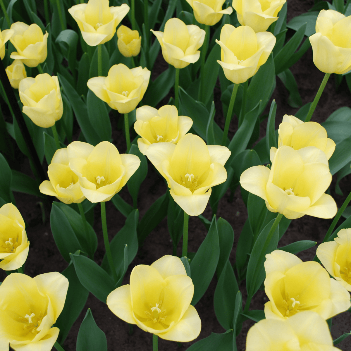 Everspring Tulpenzwiebeln World Friendship, 20er-Pack, zartgelbe und harmonische Tulpenzwiebeln für Frühlingserwachen.