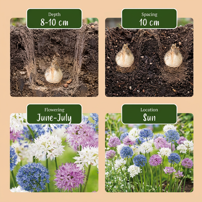 Zierlauch-Mischung Buzzing Beauties – Allium online kaufen | 15 bis 120 Blumenzwiebeln, Bienenmischung – Wurzelwerk Design
