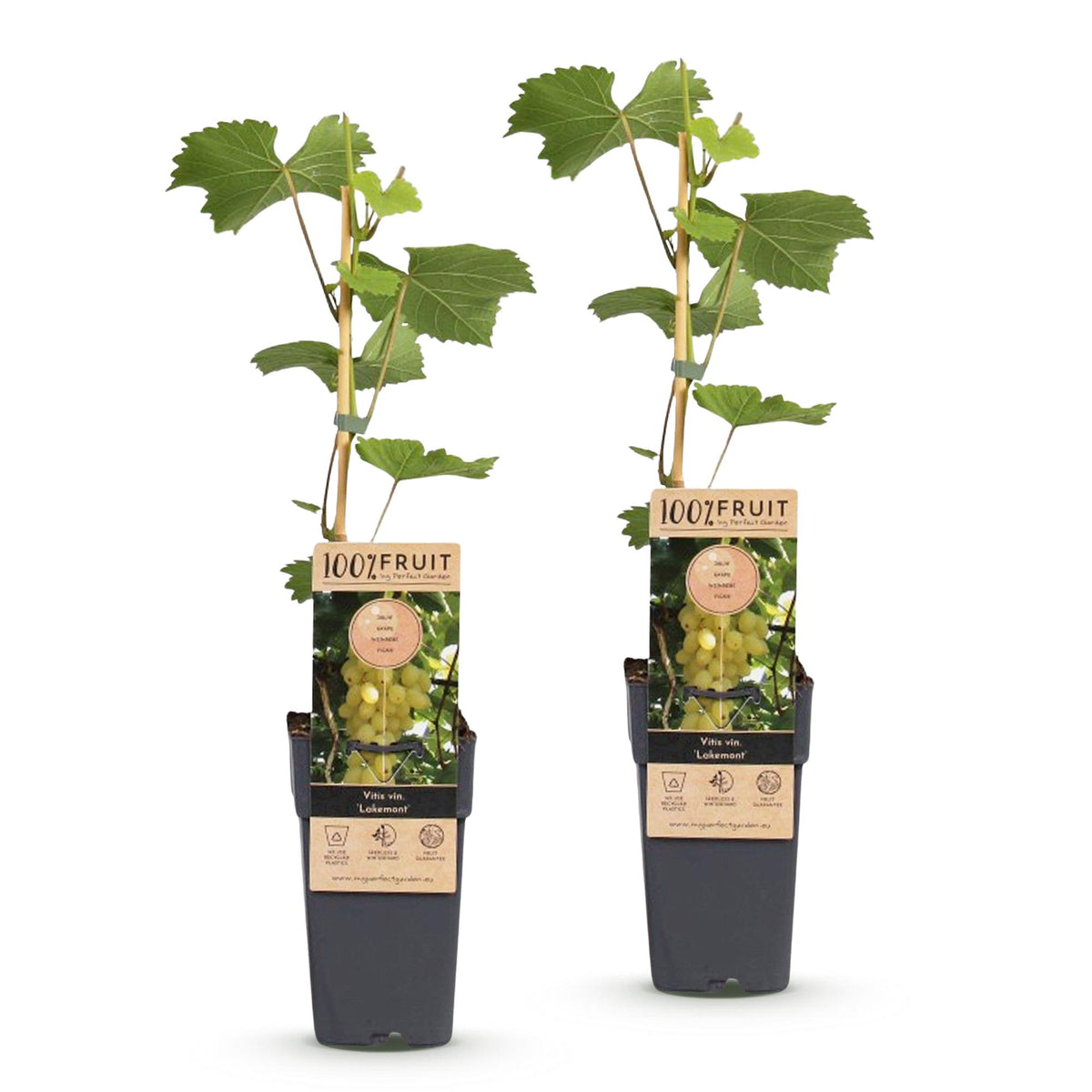 Zwei kernlose Vitis vinifera &