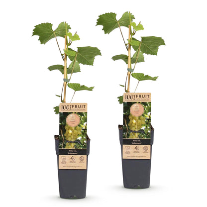 Zwei kernlose Vitis vinifera &