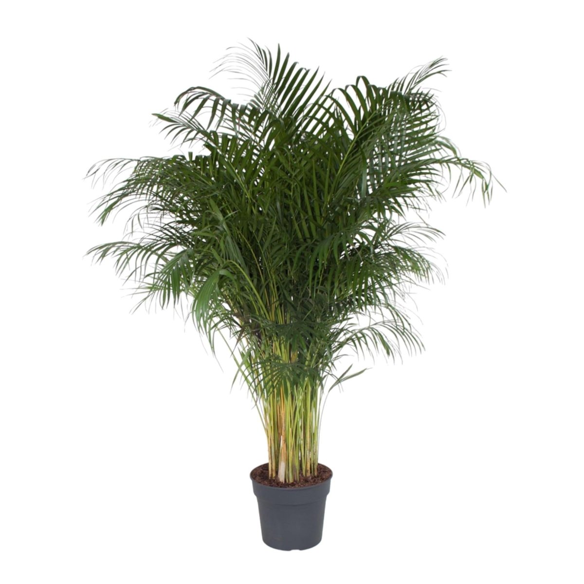 Areca Palme (Dypsis lutescens) 150 cm oder 230 cm - Wurzelwerk Design