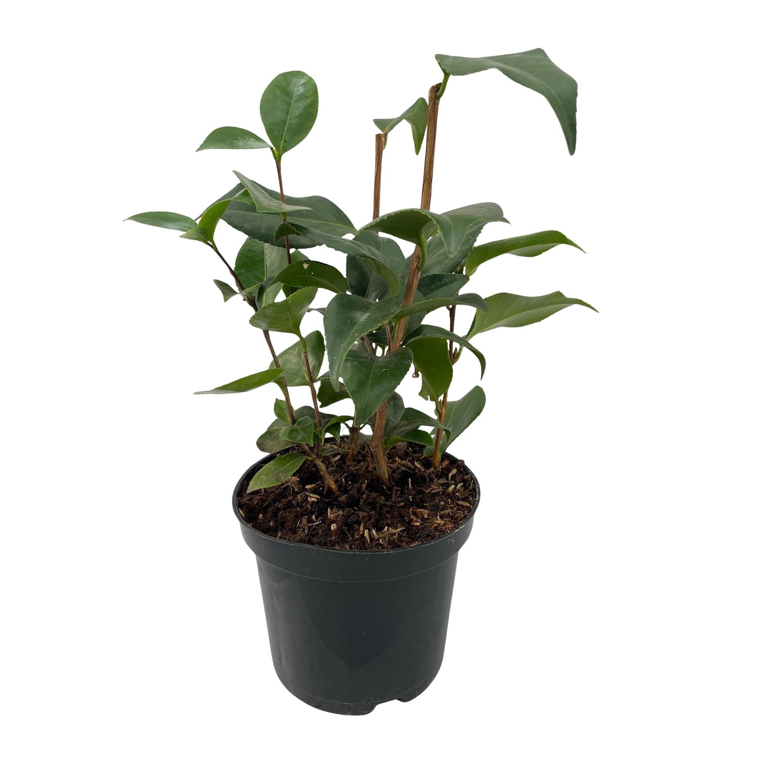 Immergrüne Camellia japonica Tricolour Pflanze mit rosa, weißen und roten Blüten in 15cm Topf, ca. 30cm hoch, von Everspring