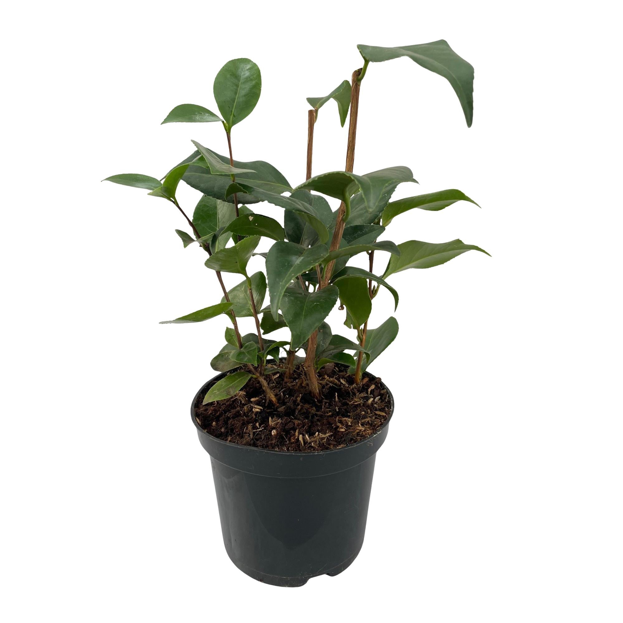 Immergrüne Camellia japonica Tricolour Pflanze mit rosa, weißen und roten Blüten in 15cm Topf, ca. 30cm hoch, von Everspring