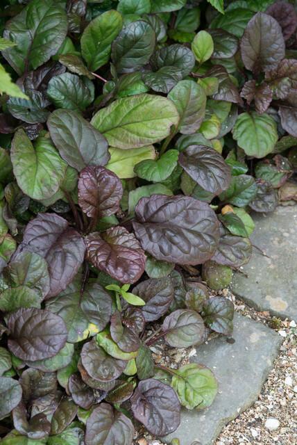 24x Ajuga reptans ‘Catlin’s Giant’ – Bodendecker mit violettem Laub &amp; Blüten – Höhe 10–25 cm – Ø 9 cm - Wurzelwerk Design