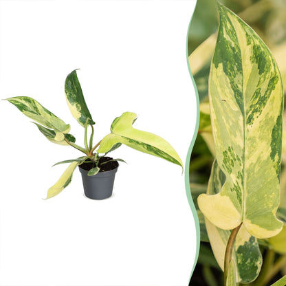 Philodendron &