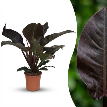 Everspring Philodendron Imperial Red Zimmerpflanze in Topf mit Ø 19 cm, Höhe 60 cm, grüne und rote Blätter