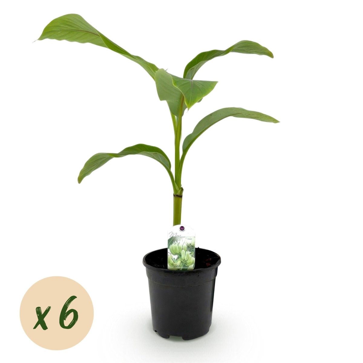 Musa basjoo – Winterharte Bananenpflanze für Garten &amp; Balkon - Wurzelwerk Design