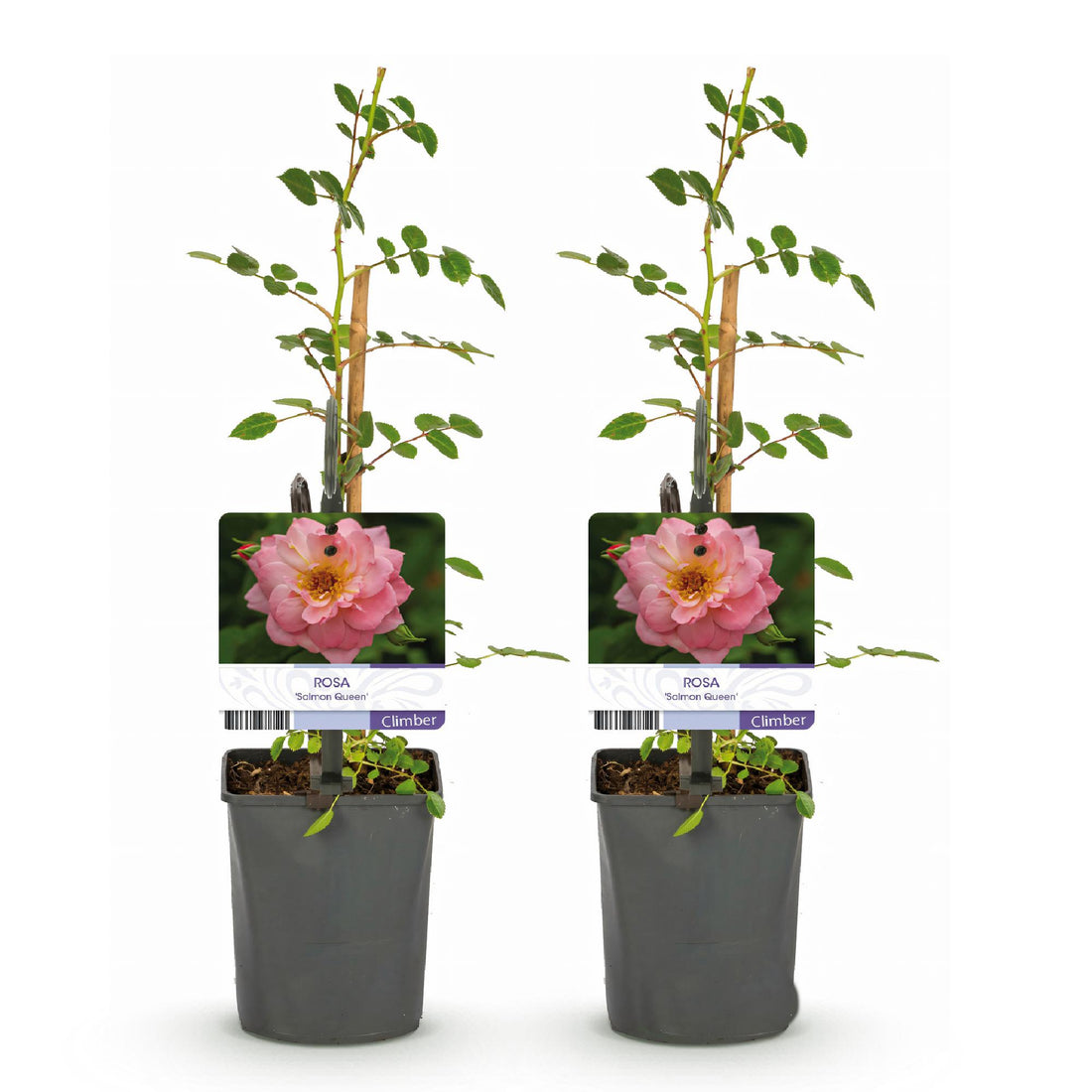 Kletterrose - Rosa Salmon Queen - Blüte Hellrosa - Geringer Pflegeaufwand - 2 Pflanzen - Topf 11cm Höhe 40cm