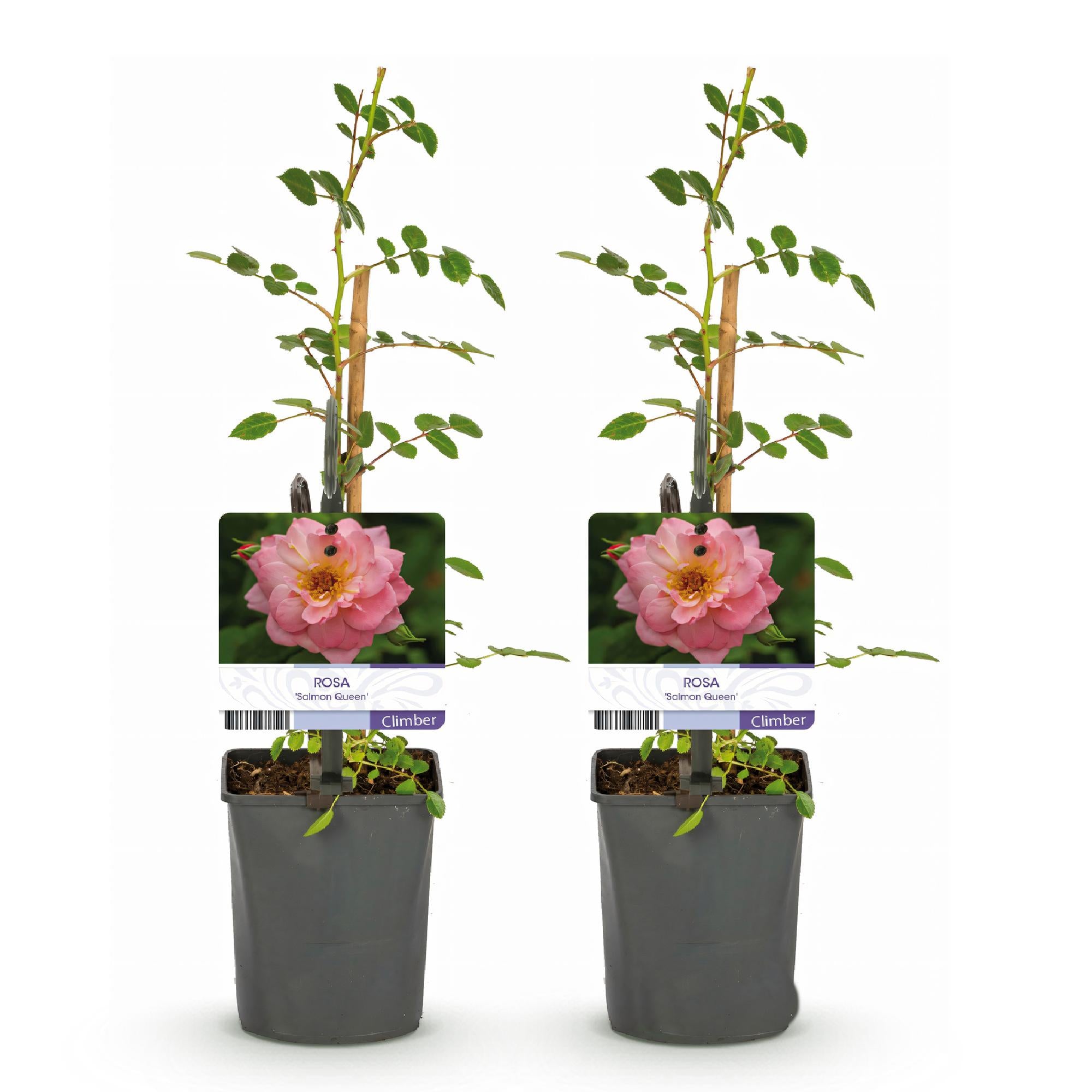 Kletterrose - Rosa Salmon Queen - Blüte Hellrosa - Geringer Pflegeaufwand - 2 Pflanzen - Topf 11cm Höhe 40cm