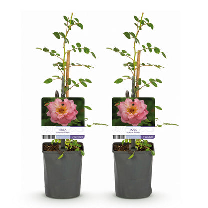 Kletterrose - Rosa Salmon Queen - Blüte Hellrosa - Geringer Pflegeaufwand - 2 Pflanzen - Topf 11cm Höhe 40cm