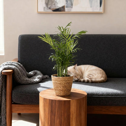 Goldpalme kaufen | Chamaedorea elegans – haustierfreundlich, Topf Ø 12 cm - Wurzelwerk Design