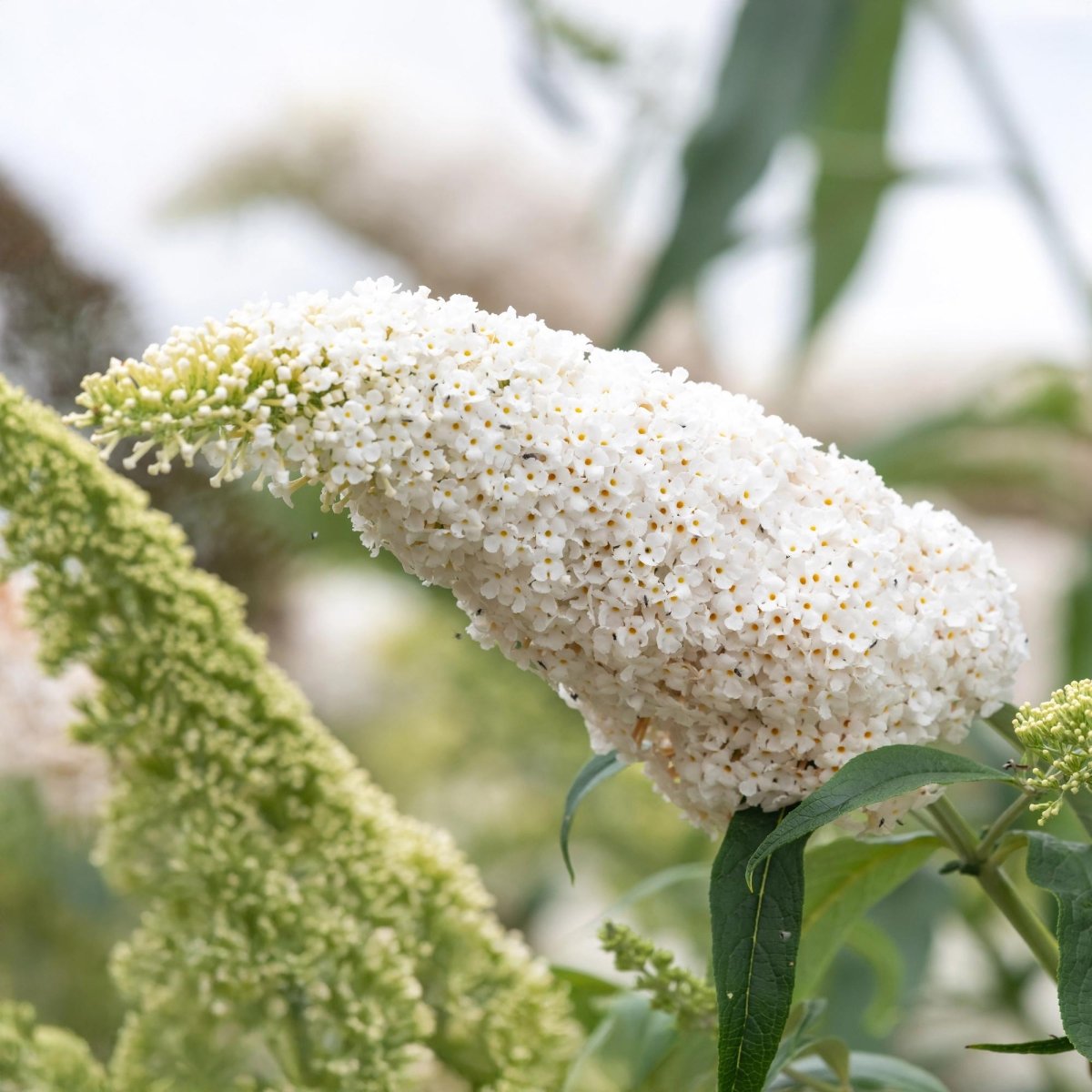 Schmetterlingsstrauch - Buddleja davidii White Profusion - Blüte Weiß - 1 Pflanze - Laubabwerfend - Schmetterlingsanziehend - Topf 17cm Höhe 25cm - Wurzelwerk Design