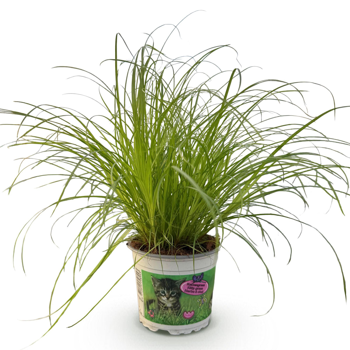 Grüne Cyperus alternifolius Zumula Katzenpflanze in Topf, 20cm hoch, haustierfreundliche Zimmerpflanze von Everspring