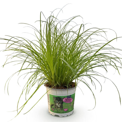 Grüne Cyperus alternifolius Zumula Katzenpflanze in Topf, 20cm hoch, haustierfreundliche Zimmerpflanze von Everspring