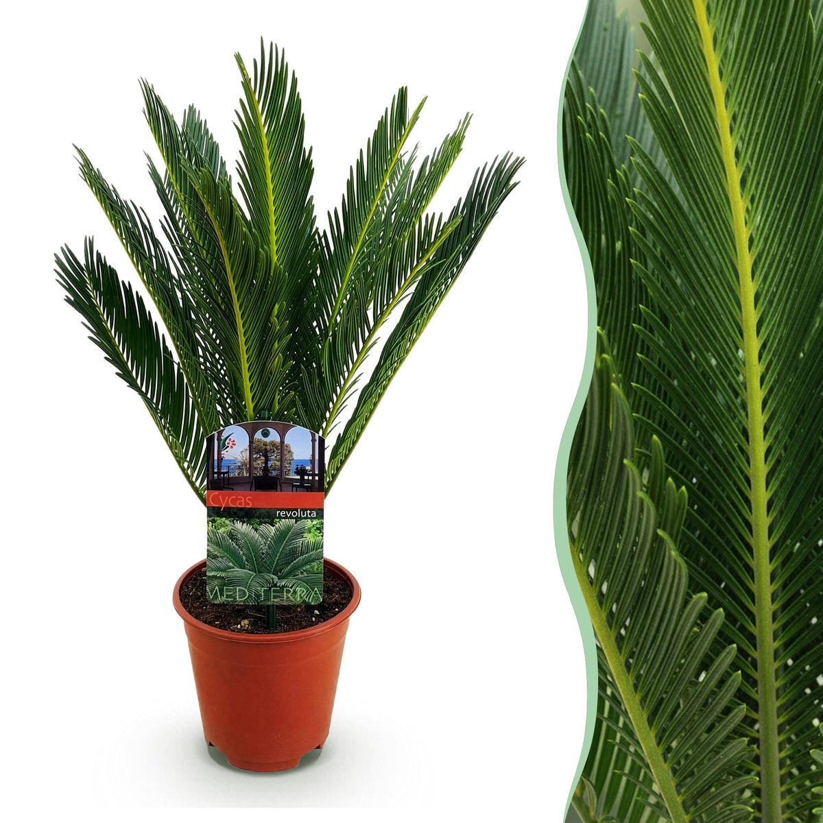 Everspring Cycas revoluta Palmfarn in verschiedenen Größen, grüne Sukkulenten mit fächerförmigen Blättern, Topfpflanzen