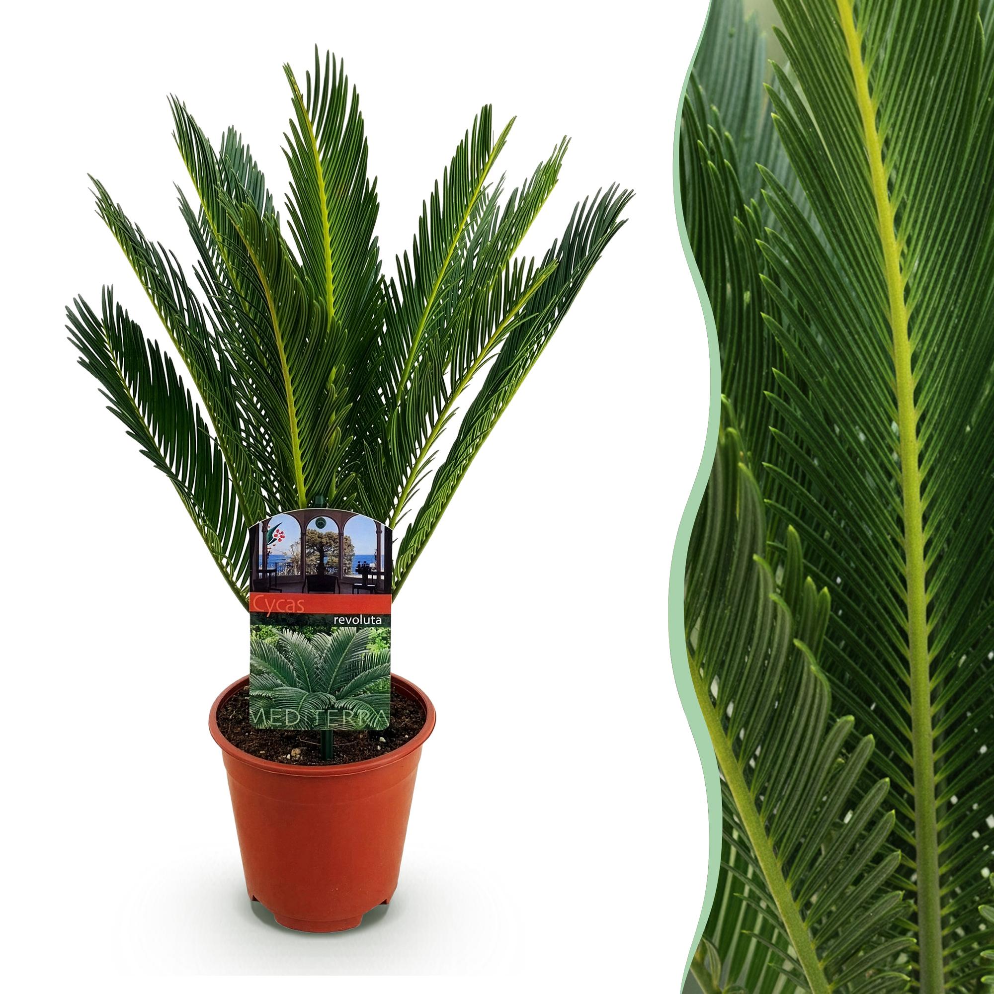 Everspring Cycas revoluta Palmfarn in verschiedenen Größen, grüne Sukkulenten mit fächerförmigen Blättern, Topfpflanzen