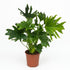 Everspring Philodendron Lickety Split in Topf mit 19 cm Durchmesser, 70 cm hoch, grüne Zimmerpflanze, natürliche Blätter sichtbar
