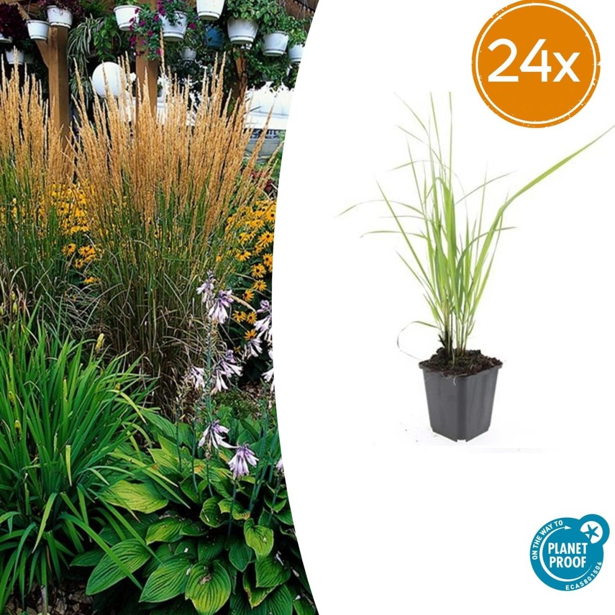 24x Calamagrostis acutiflora ‘Karl Foerster’ – Garten - Reitgras für moderne &amp; naturnahe Gärten – Höhe 10–25 cm – Ø 9 cm - Wurzelwerk Design