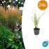 24x Calamagrostis acutiflora ‘Karl Foerster’ – Garten - Reitgras für moderne & naturnahe Gärten – Höhe 10–25 cm – Ø 9 cm - Wurzelwerk Design