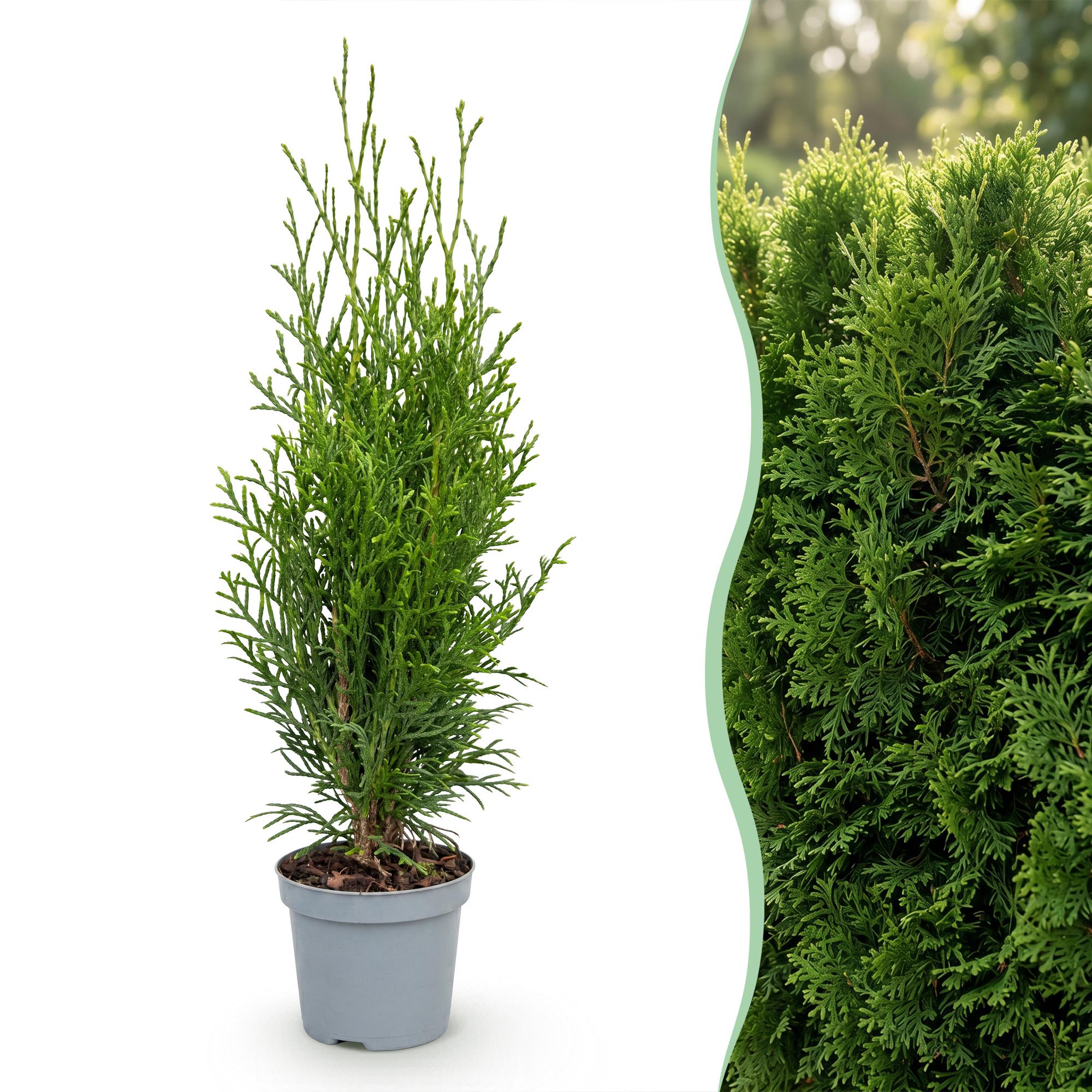Lebensbaum Smaragd Jungpflanzen – Thuja occidentalis online kaufen | 8er-Set, immergrün &amp; winterhart – Wurzelwerk Design