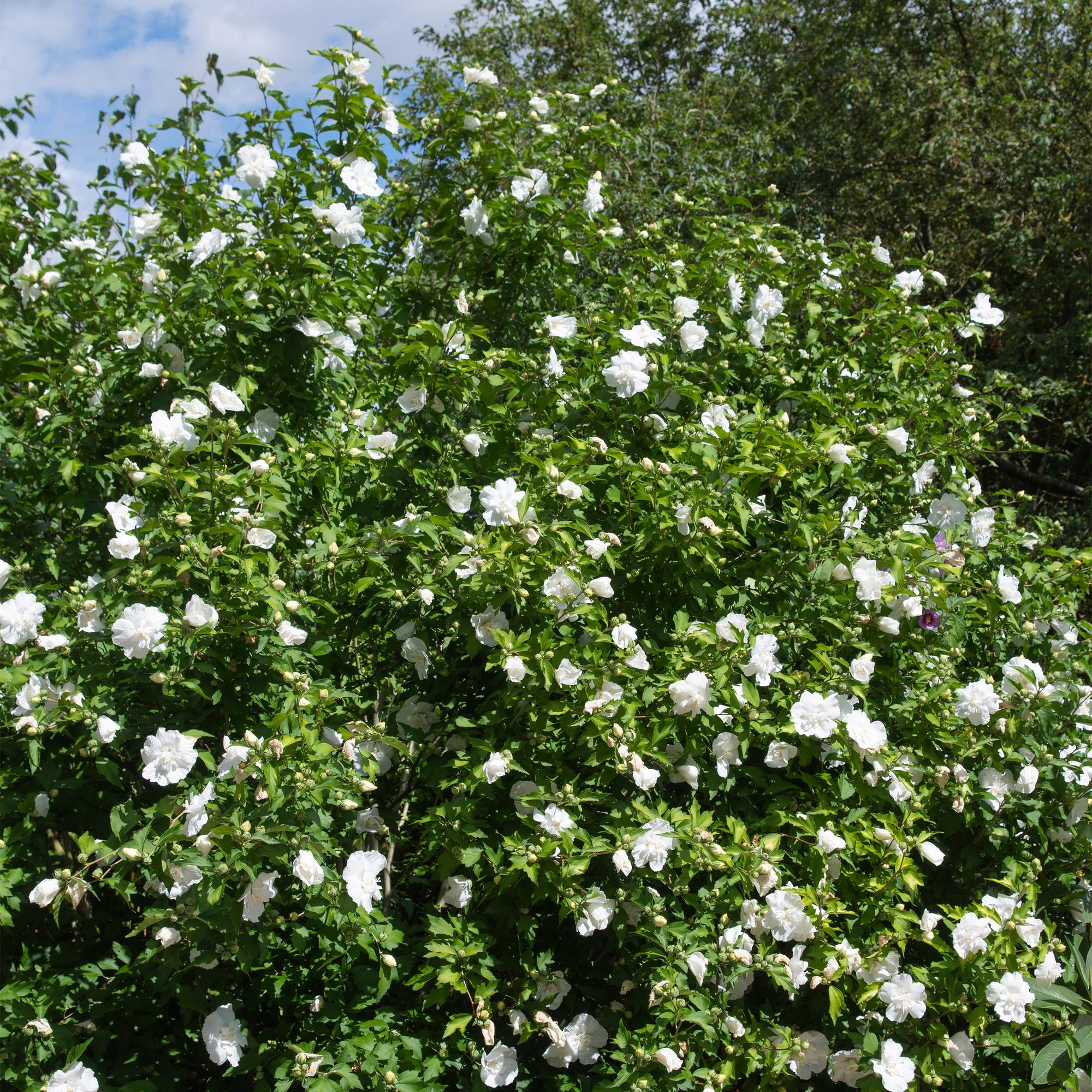 Weiße Hibiscus syriacus White Chiffon® Pflanze in Topf, winterhart, laubabwerfend, mit weißen Blüten, Höhe ca. 90 cm.