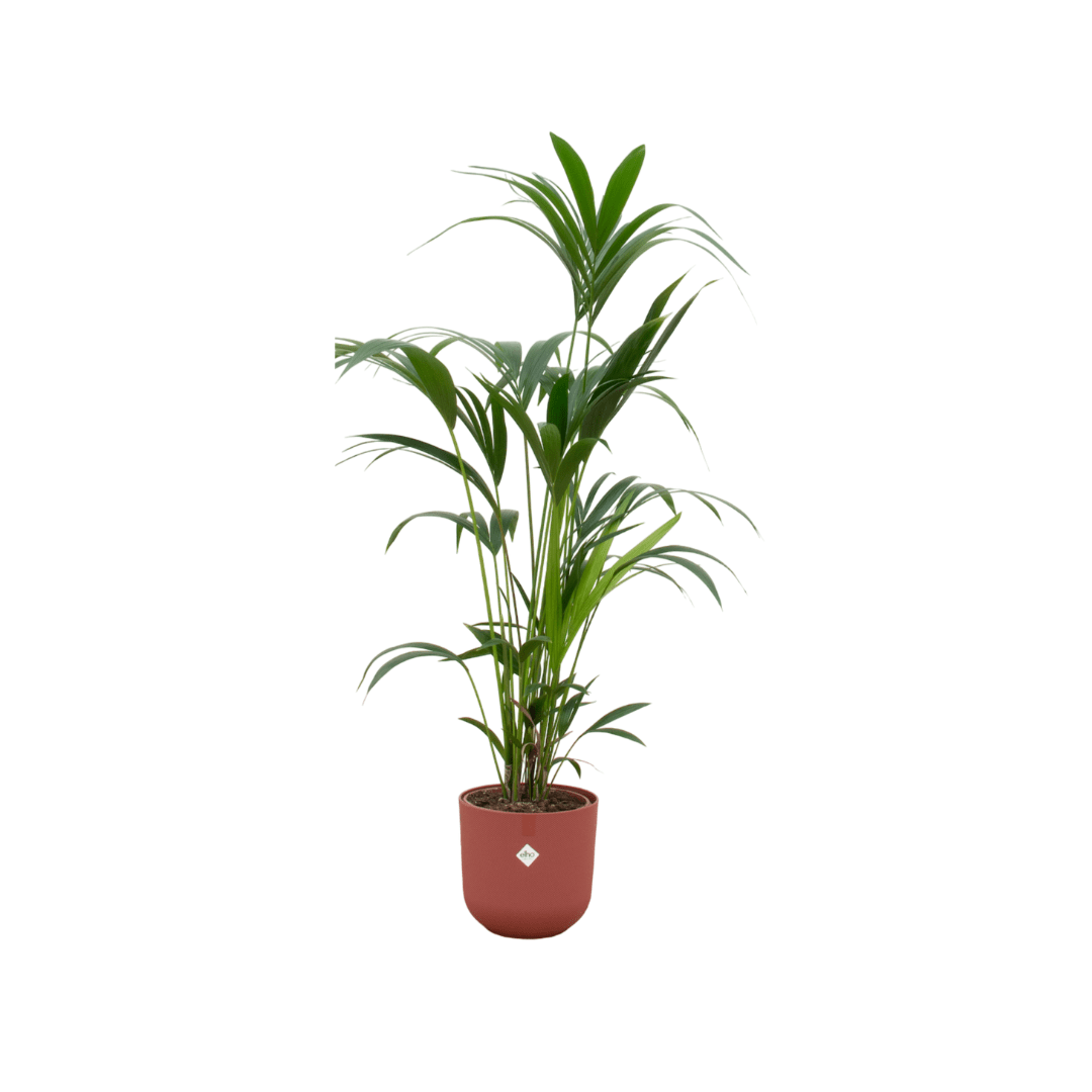 Kentia - Palme 160cm mit Topf – Elegante Zimmerpalme für stilvolles Grün - Wurzelwerk Design