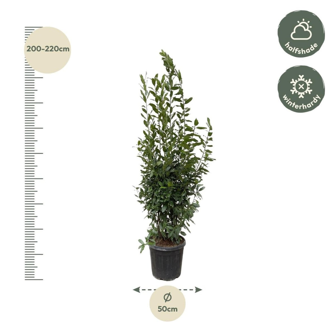 Laurus Nobilis Lorbeer - 210 cm - Ø 50 cm - Wurzelwerk Design