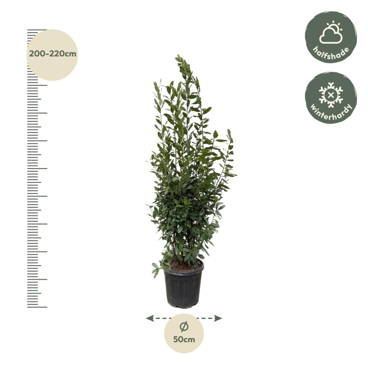 Laurus Nobilis Lorbeer - 210 cm - Ø 50 cm - Wurzelwerk Design