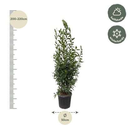 Laurus Nobilis Lorbeer - 210 cm - Ø 50 cm - Wurzelwerk Design