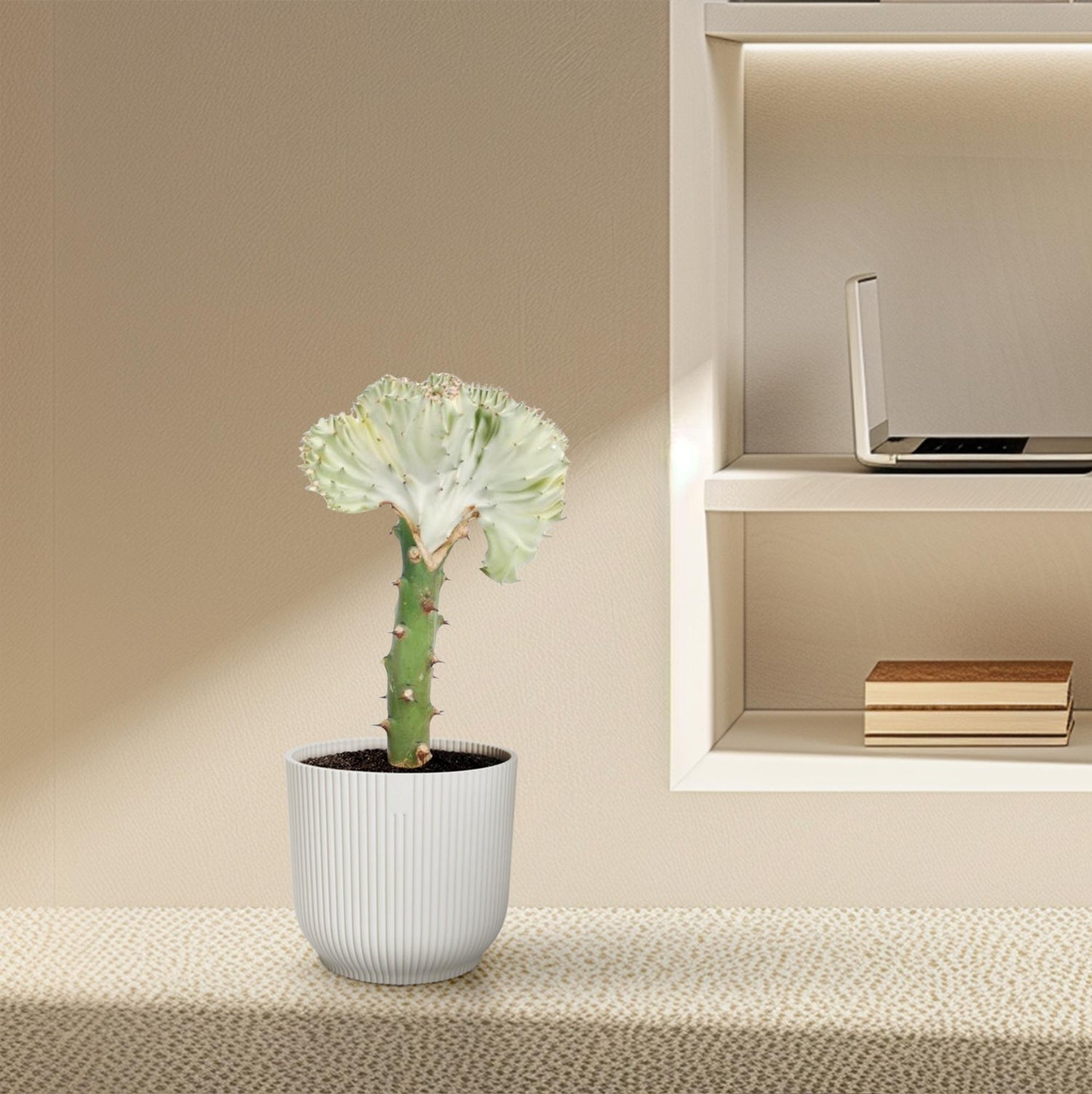 Euphorbia lactea Cristata weiß - 30 cm - ø10,5