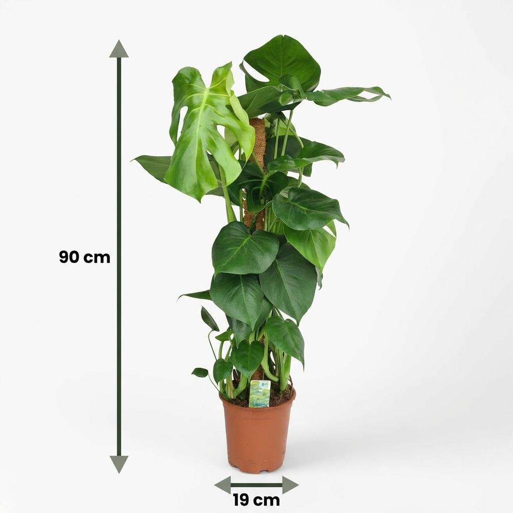 Monstera Deliciosa Moosstab kaufen | Fensterblatt – Topf Ø 19 cm, Höhe 90 cm - Wurzelwerk Design