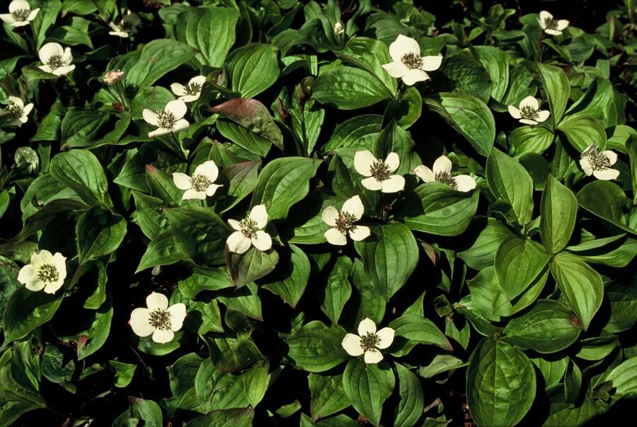 24x Cornus canadensis – Kanadischer Hartriegel-Bodendecker für Natur- &amp; Schattengärten – Höhe 10–25 cm – Ø 9 cm