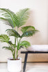 Everspring Kunstpflanze Howea Forsteriana, 140cm oder 160cm, detailreiche grüne Pflanze für elegante Raumdekoration