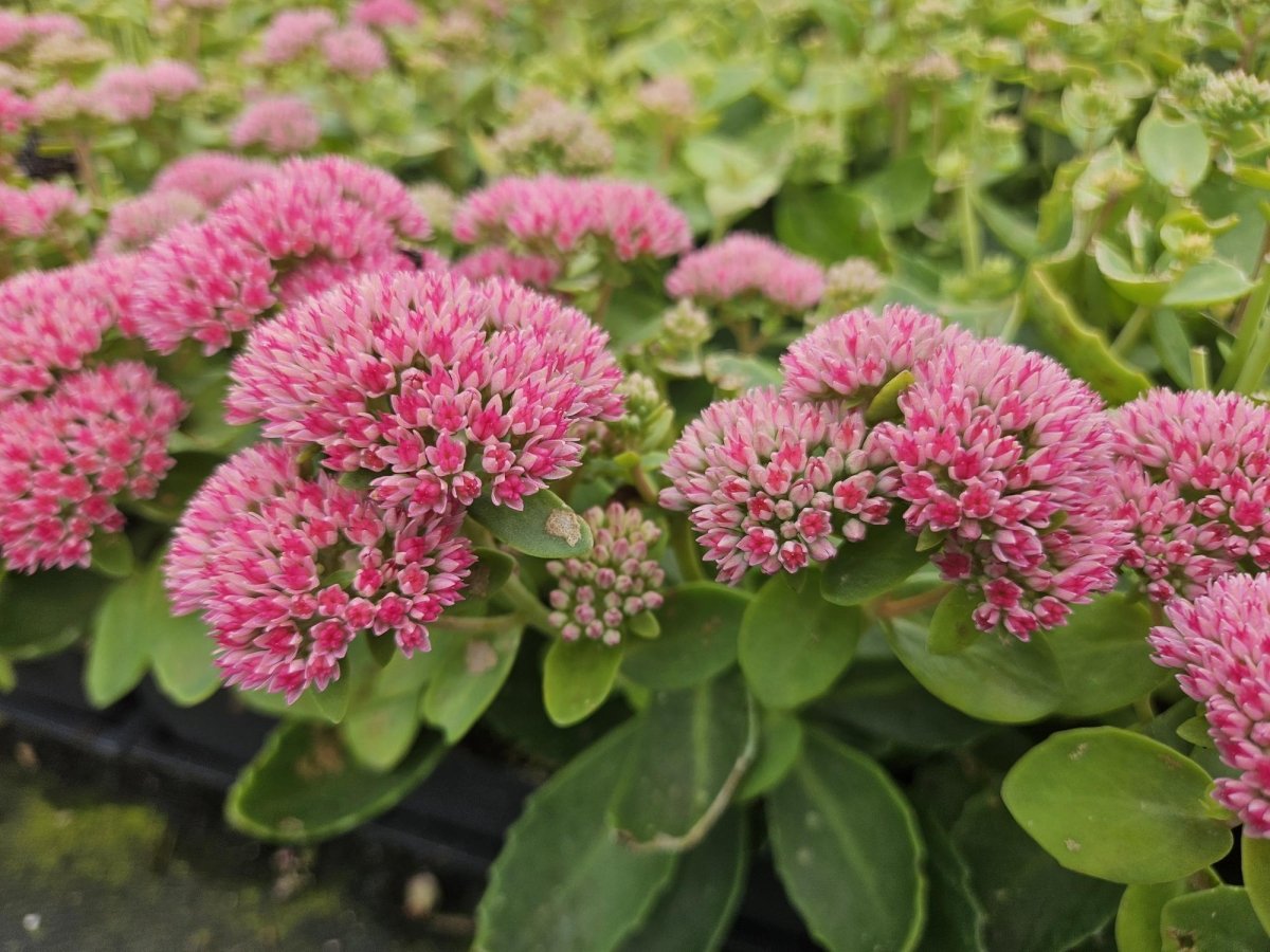 Sedum ‘Herbstfreude’ – 24 Stück, Ø 9 cm Topf, Wuchshöhe 10 - 25 cm – Pflegeleichte, winterharte Staude mit spätem Blütenzauber - Wurzelwerk Design