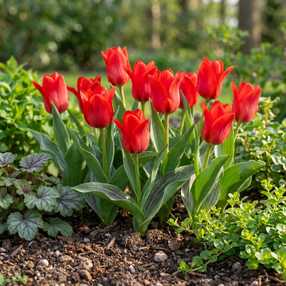 Greigii-Tulpe Rot – Tulipa greigii online kaufen | 30 bis 120 Blumenzwiebeln, niedrig &amp; verwildernd – Wurzelwerk Design