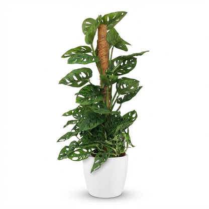 Monstera Adansonii mit Korb | Monkey Mask Moosstab – Topf 19 cm - Wurzelwerk Design