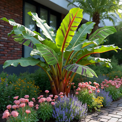 Zwei winterharte Bananenpflanzen Musa sikkimensis Red Tiger in Töpfen, ca. 40 cm hoch, mit roten Blättern, von Everspring.