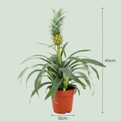 Vier Ananaspflanzen Mi Amigo, Ø 12 cm, ca. 35-40 cm hoch, Everspring, grüne Blätter und fruchtbarer Anblick