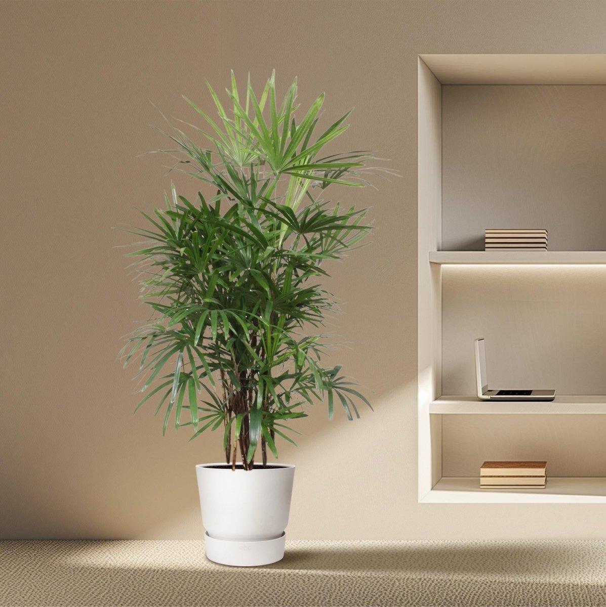 Rhapis excelsa Damenpalme 190 cm | Premium - Zimmerpalme im Ø34 cm Topf – Robust &amp; Luftreinigend - Wurzelwerk Design