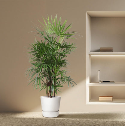 Rhapis excelsa Damenpalme 190 cm | Premium - Zimmerpalme im Ø34 cm Topf – Robust &amp; Luftreinigend - Wurzelwerk Design