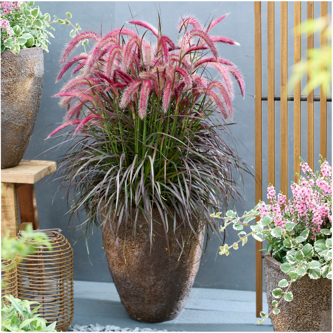 Pennisetum &