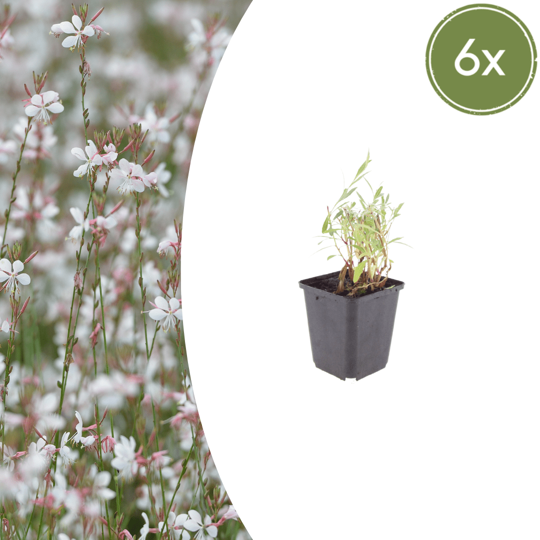 Sechs Gaura lindheimeri Pflanzen in Töpfen, Höhe 10-25 cm, Durchmesser 9 cm, von Everspring.