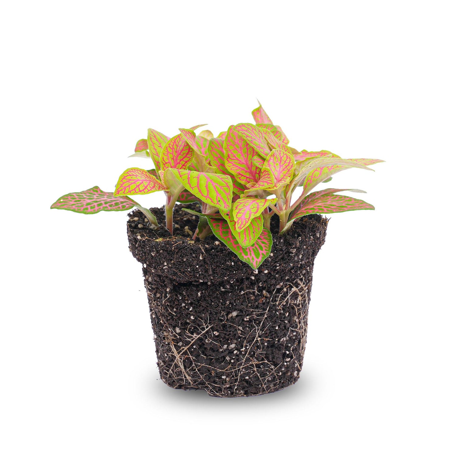 Fittonia Orange Pink Ruby Lime Mosaik-Pflanztopf Größe 8cm